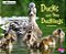 Ducks And Their Ducklings: A 4D Book-.. - Imagem 1