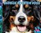 Bernese Mountain Dogs-.. - Imagem 1