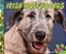 Irish Wolfhounds-.. - Imagem 1