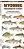 Wyoming Freshwater Fishes: A Folding Pocket Guide To Native And Introduced Species-.. - Imagem 1