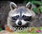 Raccoons-.. - Imagem 1