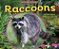 Raccoons-.. - Imagem 1