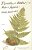 Timothy; Or, Notes Of An Abject Reptile-.. - Imagem 1