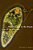 Amoeba In The Room: Lives Of The Microbes-.. - Imagem 1