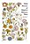 Wild Flowers Of Majorca Minorca And Ibiza-.. - Imagem 1