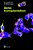 Xenotransplantation-.. - Imagem 1