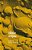 Cellular Antigens: Lectures And Summaries Of The Conference On Cellular Antigens, Held In Philadelphia, June 7-9, 1971 Sponsored By Ortho Research Fou-.. - Imagem 1