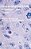 Programmed Cell Death In Tumours And Tissues-.. - Imagem 1
