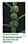 Phytochemical Signals And Plant-Microbe Interactions-.. - Imagem 1