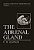 The Adrenal Gland-.. - Imagem 1