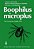 Boophilus Microplus: The Common Cattle Tick-.. - Imagem 1