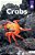Crabs-.. - Imagem 1