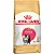 RaÇÃo Royal Canin Kitten Persian Para Gatos Filhotes Da RaÇa Persa 1,5kg - Imagem 1