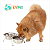 Comedouro Inox Duplo 3 Suporte Baixo Jambo Pet - Imagem 7