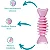 Ossinho Baby Dent Rosa Jambo Pet - Imagem 3