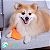 Brinquedo Flex Peixe Buddy Toys - Imagem 8