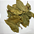 Folha De Louro 10g (Laurus Nobilis) - Imagem 2