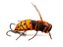 ISCA IMAGO VESPA - Imagem 2