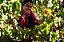 Chateau Larrivaux - Chateau Larrivaux - Rouge - 2018 - Imagem 6
