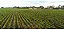 Chateau Siran - Chateau Siran - Rouge - 2018 - Imagem 4