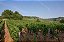 Domaine Germain Pere Et Fils - Bourgogne Hautes Cotes de Beaune - Rouge - 2022 - Imagem 6