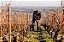 Domaine Joseph Voillot - Bourgogne Pinot Noir - Rouge - 2022 - Imagem 6