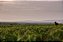 Domaine Laurent Mouton - Coteaux Bourguignons  Les Fourneaux - Rouge - 2023 - Imagem 6