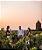 Domaine Menard Gaborit - Monnières Saint Fiacre - Blanc -  Muscadet Sévre et Maine - 2020 - Imagem 4