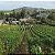 Pierre Prieur - Domaine de Saint Pierre - Sancerre Marechal Prieur - Blanc - 2022 - Imagem 4