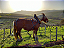 Pierre Prieur - Sancerre Les Silex - Blanc - 2023 - Imagem 3