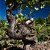 Champagne Charpentier - Terre D'Emotion Blanc De Noirs - Effervescent Blanc - Nv - Imagem 3