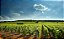 Domaine David Duband - Bourgogne Hautes Cotes De Nuits Rouge Louis Auguste - Rouge - 2020 - Imagem 5