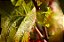 Domaine David Duband - Morey Saint Denis 1Er Cru Les Broc - Aop Morey Saint Denis 1Er Cru - 2020 - Imagem 5