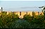 Domaine De La Janasse - Chateauneuf Du Pape Rouge - Aoc Chateauneuf Du Pape - 2019 - Imagem 4