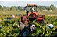 Domaine De La Janasse - Chateauneuf Du Pape Vieilles Vignes - Rouge - 2014 - Imagem 6