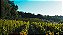 Vignobles Baylet - Chateau De L Hoste Vieilles Vignes - Rouge - 2019 - Imagem 4