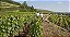 Domaine Chevillon Chezeaux - Nuits Saint Georges Aux saints Juliens - Rouge - 2022 - 0,75 - Imagem 5