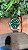 ROLEX OSTER PERPETUAL GREEN 41MM - Imagem 1