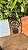 ROLEX YATCH-MASTER ROSE GOLD - Imagem 2