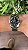 ROLEX EXPLORER 36MM - Imagem 3