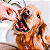 Antipulgas e Carrapatos Bravecto 4,5 a 10 kg para Cães 250mg 1 comprimido - Imagem 9