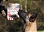 Jerky Carne Bovina e Filé Muscular 100g – Bife Natural Carnilove - Imagem 3