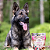Crunchy Snack Cordeiro com Cranberries Fresh Meat 200g - Carnilove - Imagem 3