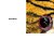 Tigre de Pelúcia com Olhos Grandes e Brilhantes - Imagem 6