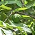 GOIABA (Psidium guajava) - Imagem 2
