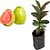 GOIABA (Psidium guajava) - Imagem 3