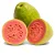 GOIABA (Psidium guajava) - Imagem 1