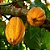 CACAU (Theobroma cacao) - Imagem 3
