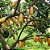 CACAU (Theobroma cacao) - Imagem 4