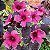 HIBISCO DE CHÁ ROXO (Hibiscus acetosella) - Muda com até 80 cm - Imagem 1